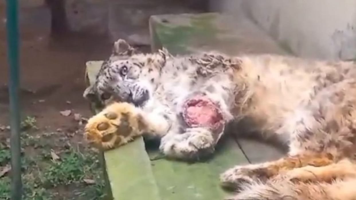 Snow leopard Kaaju is fighting cancer in Shimla zoo facing difficulty in treatment