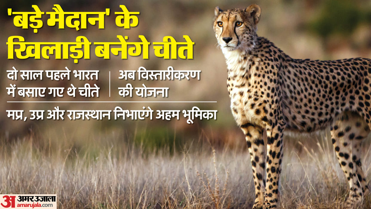 MP News: The largest cheetah conservation area will be created by combining 17 districts of three states, reve