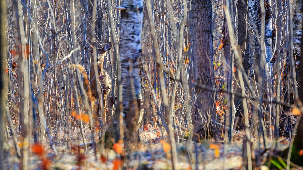 Optical Illusion: Check Your IQ By Spotting The Hidden Deer In The Image Within 7 Seconds
