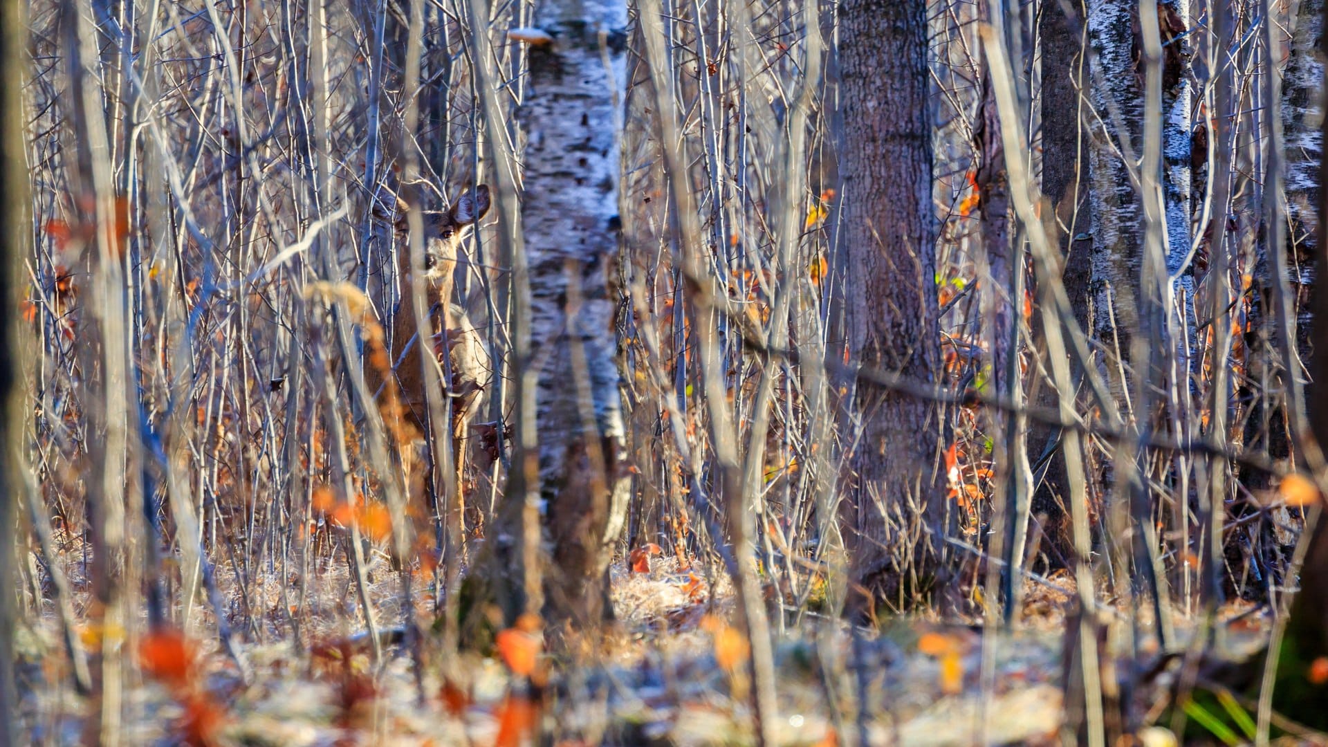 Optical Illusion: Check Your IQ By Spotting The Hidden Deer In The Image Within 7 Seconds