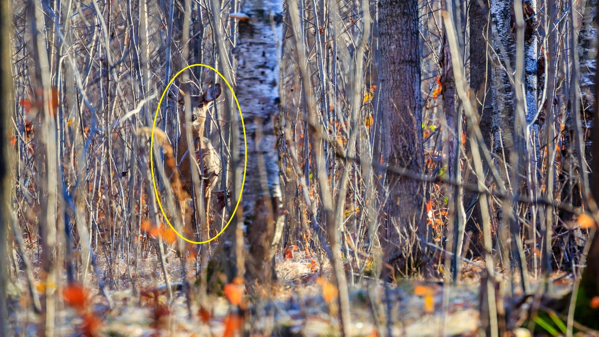 Optical Illusion: Check Your IQ By Spotting The Hidden Deer In The Image Within 7 Seconds