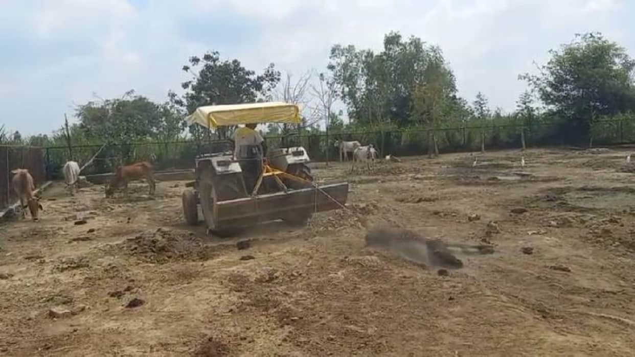 Dead cattle tied to a tractor and dragged to a cow shelter in lakhimpur kheri