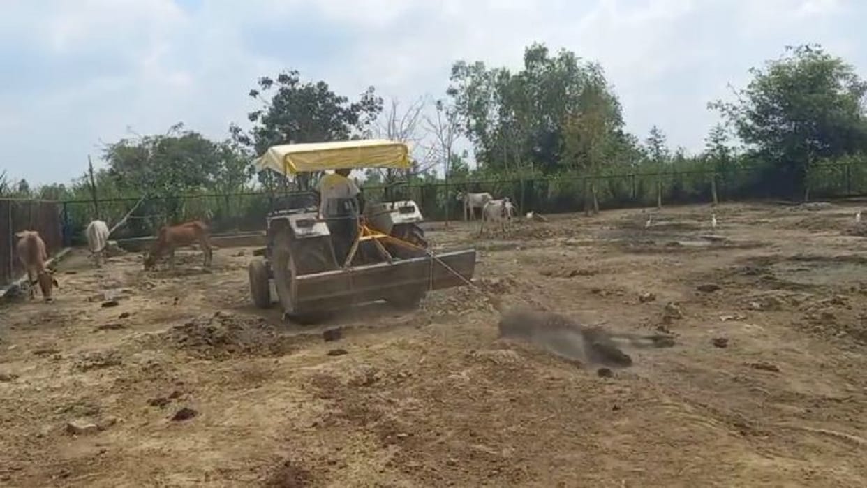 Dead cattle tied to a tractor and dragged to a cow shelter in lakhimpur kheri