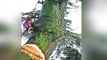 Now even forest division officers can cut down dangerous trees, rules changed