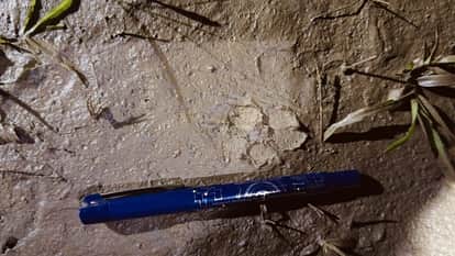 गांव हंसपुर में जमीन पर मौजूद जानवरों के पैर के निशान