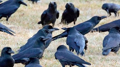 The population of House crows has decreased in Himachal's urban areas, they are not being found