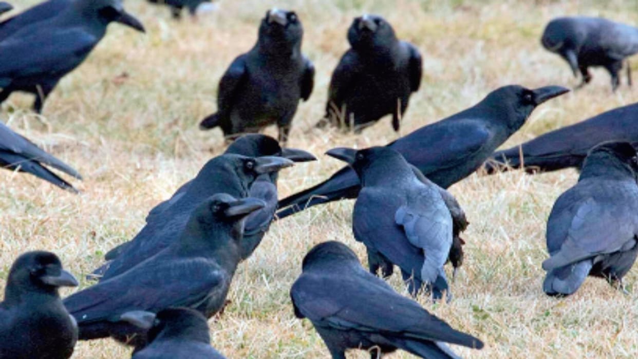 Sarva Pitru Amavasya: Crows have become extinct in mountains not being found during Pitru Paksha Pauri News