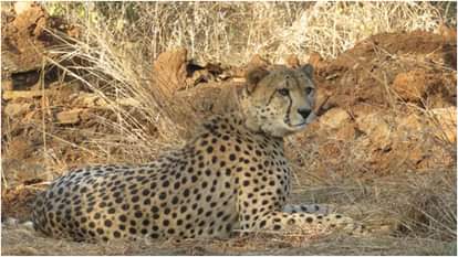 भारत में चीतों को बसाने की स्थिति अनुकूल
