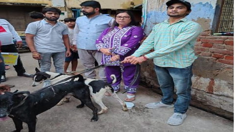 dogs who were burnt with acid found their shelter Caspers Home helped