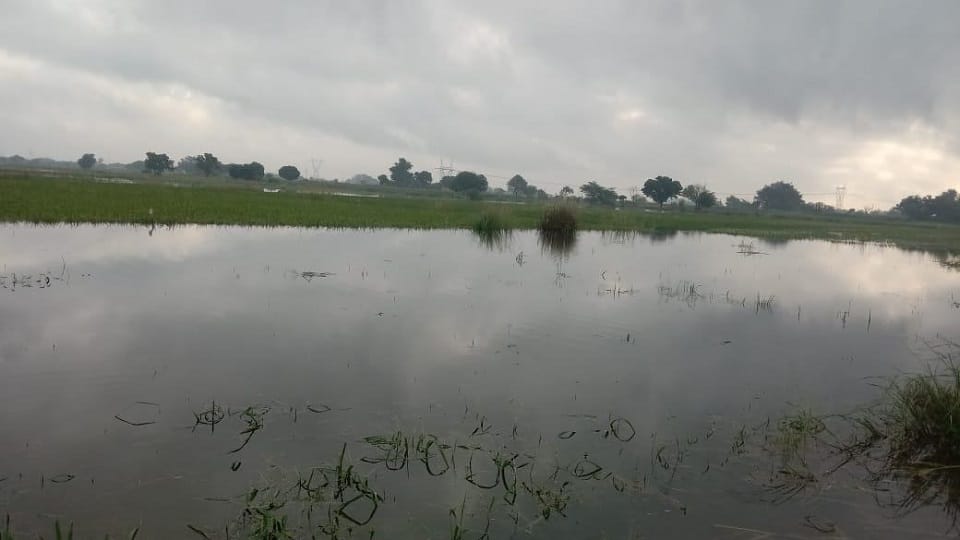 Devastation caused by rain in Mainpuri: River flowing over road crops drowned