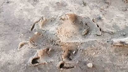 Leopard terror in Morena Forest guard said If you kill it nothing will happen to it if you kill it murder case