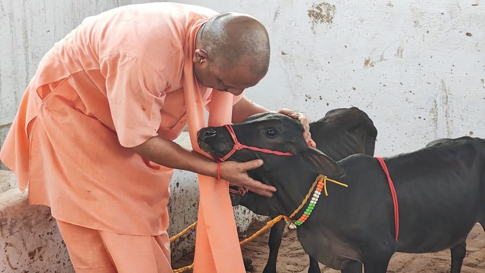 Punganur cow brought to Gorakhnath temple CM Yogi Adityanath caressed it