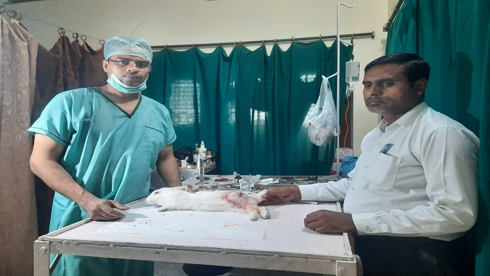 Operation on broken bone of rabbit leg