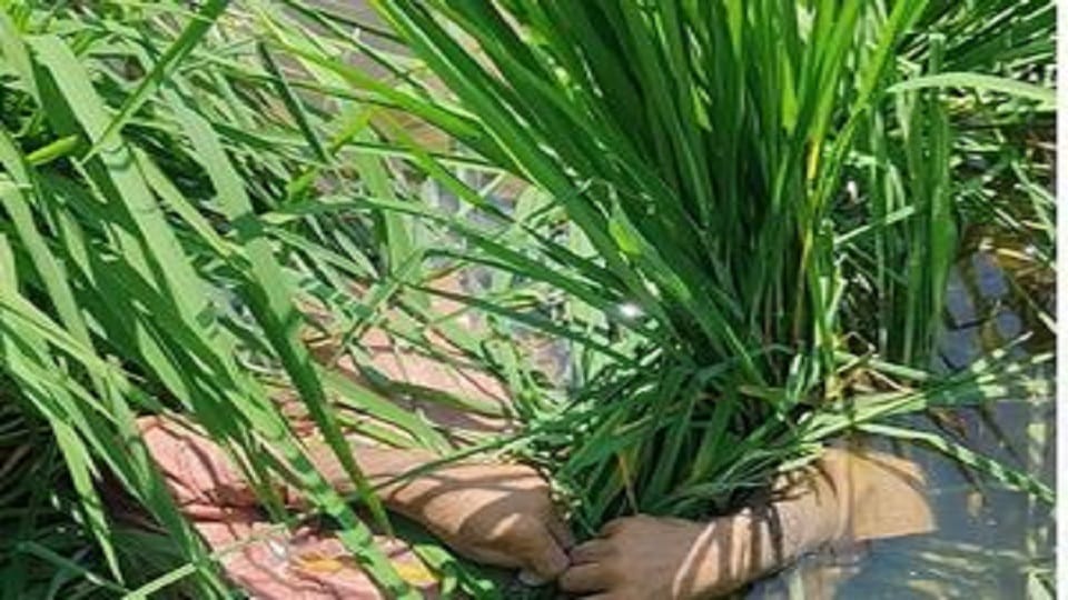 farmer had come to visit his relatives dead body was found in the paddy field