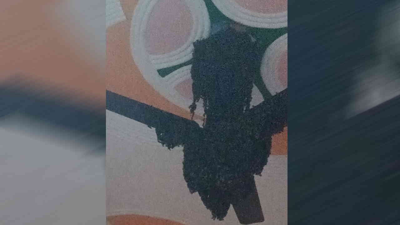 Bees built a huge hive on the ceiling fan of the house people are scared Jolly Grant Rishikesh News in hindi