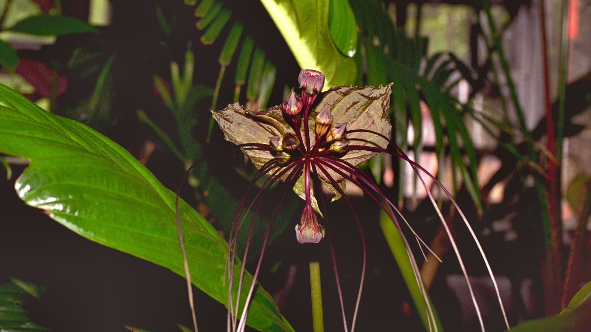 black bat flower looks like flying bat know in detail in hindi