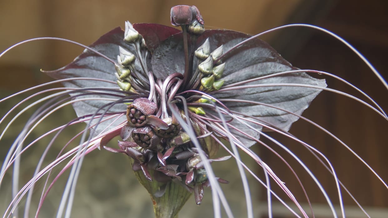 black bat flower looks like flying bat know in detail in hindi