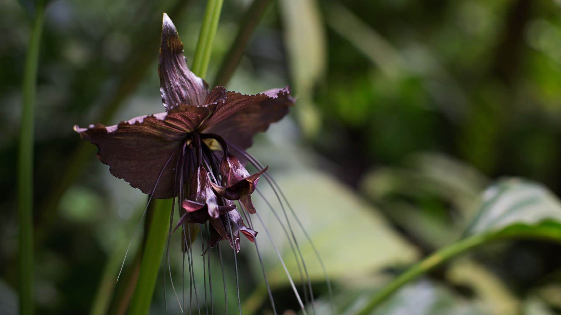 black bat flower looks like flying bat know in detail in hindi