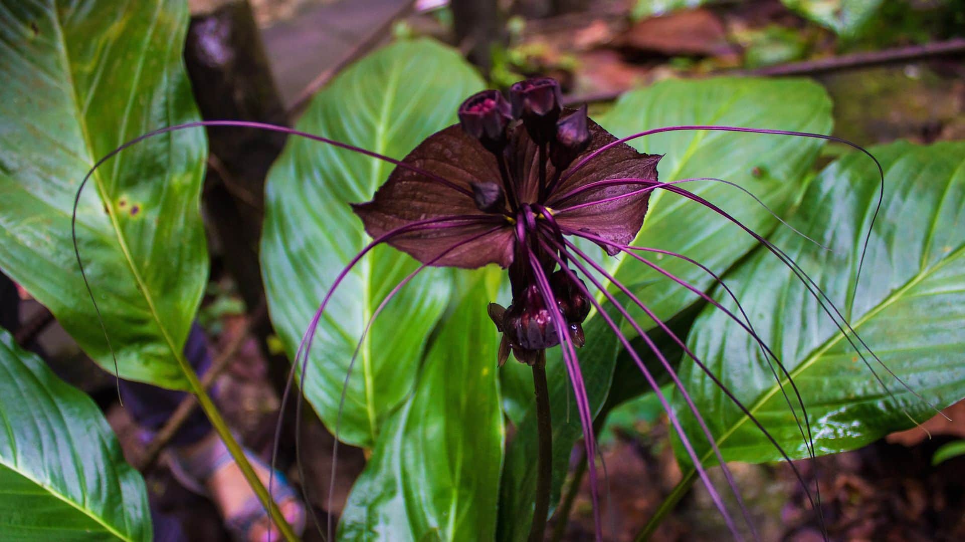 black bat flower looks like flying bat know in detail in hindi