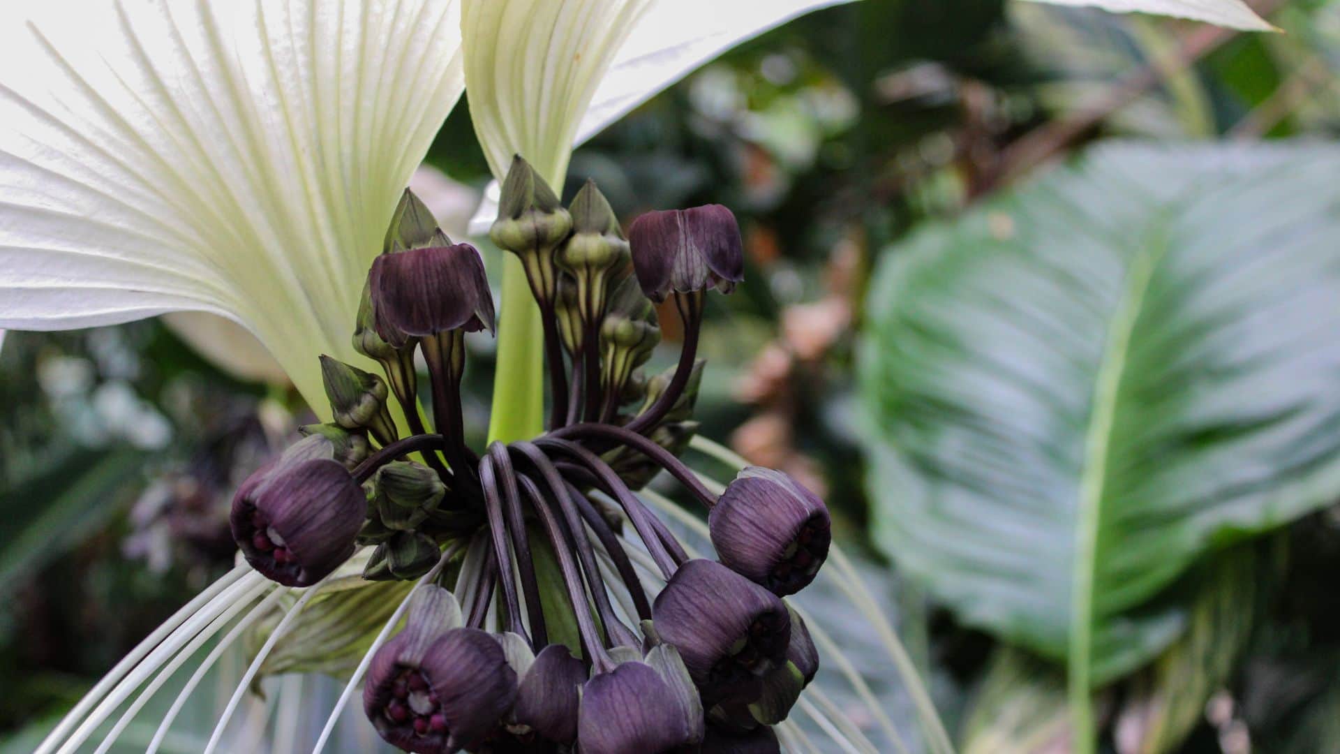 black bat flower looks like flying bat know in detail in hindi
