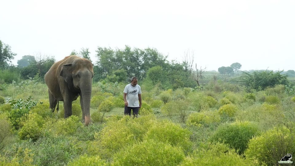 Elephant Appreciation Day 2024: Jumbo Fruit Feast in honor of elephants