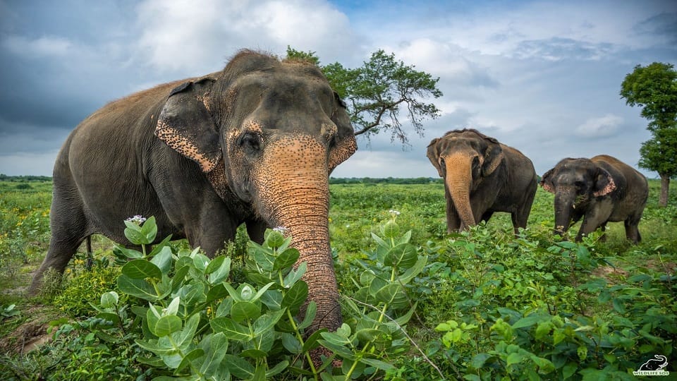 Elephant Appreciation Day 2024: Jumbo Fruit Feast in honor of elephants