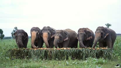 Rajaji Tiger Reserve Elephant safari begins in Chilla zone touching stories of seven elephants raise new hopes