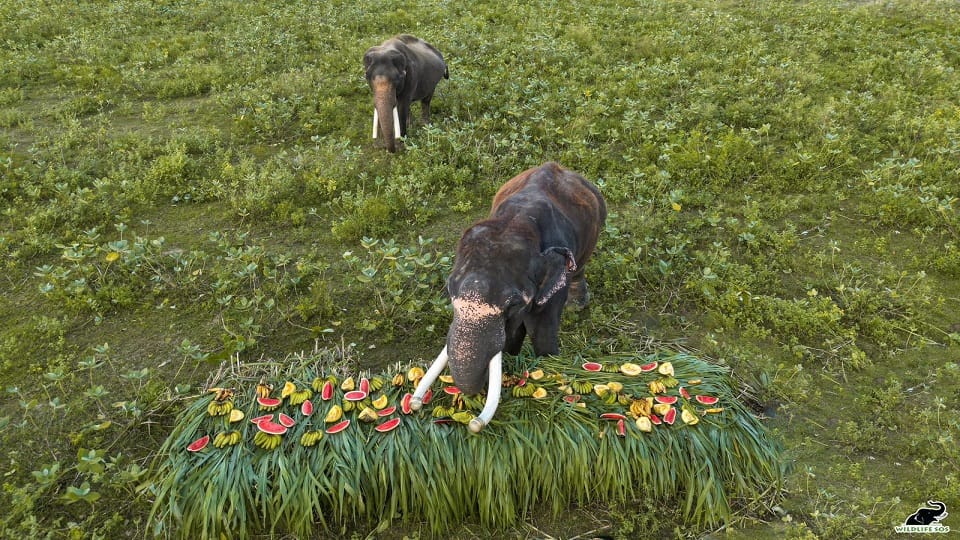 Elephant Appreciation Day 2024: Jumbo Fruit Feast in honor of elephants