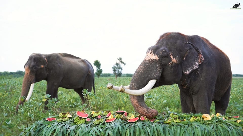 Elephant Appreciation Day 2024: Jumbo Fruit Feast in honor of elephants