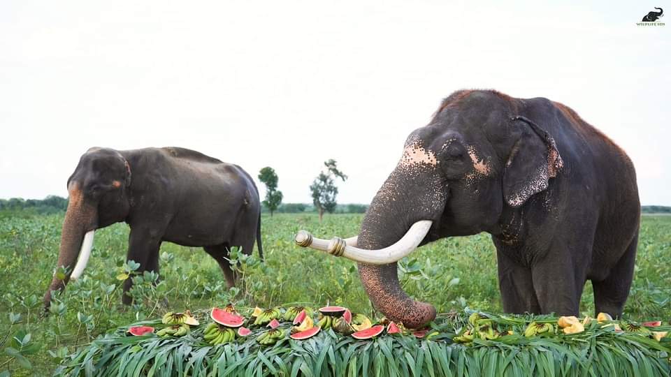 Now NSG will be helpful in counting elephants Next Generation Sequencing at Wildlife Institute of India