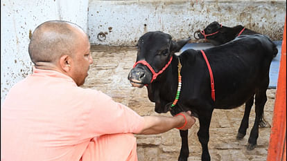 CM Yogi named the cattle coming from the south in Gorakhnath temple