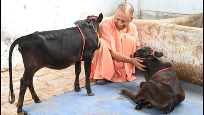 CM Yogi named the cattle coming from the south in Gorakhnath temple