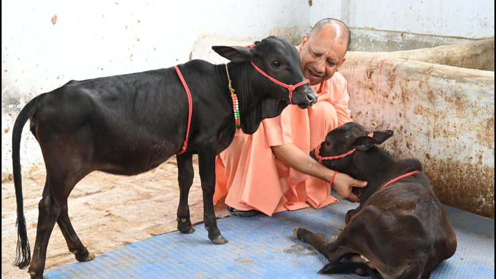 CM Yogi named the cattle coming from the south in Gorakhnath temple