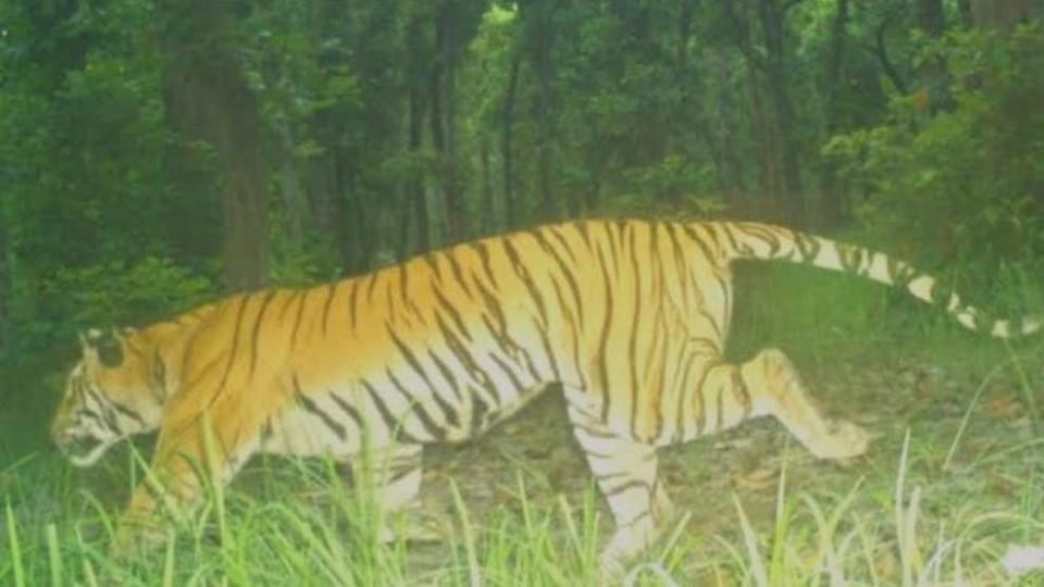 Two buffaloes died due to tiger attack one is said to be injured fear prevails among villagers in Korea