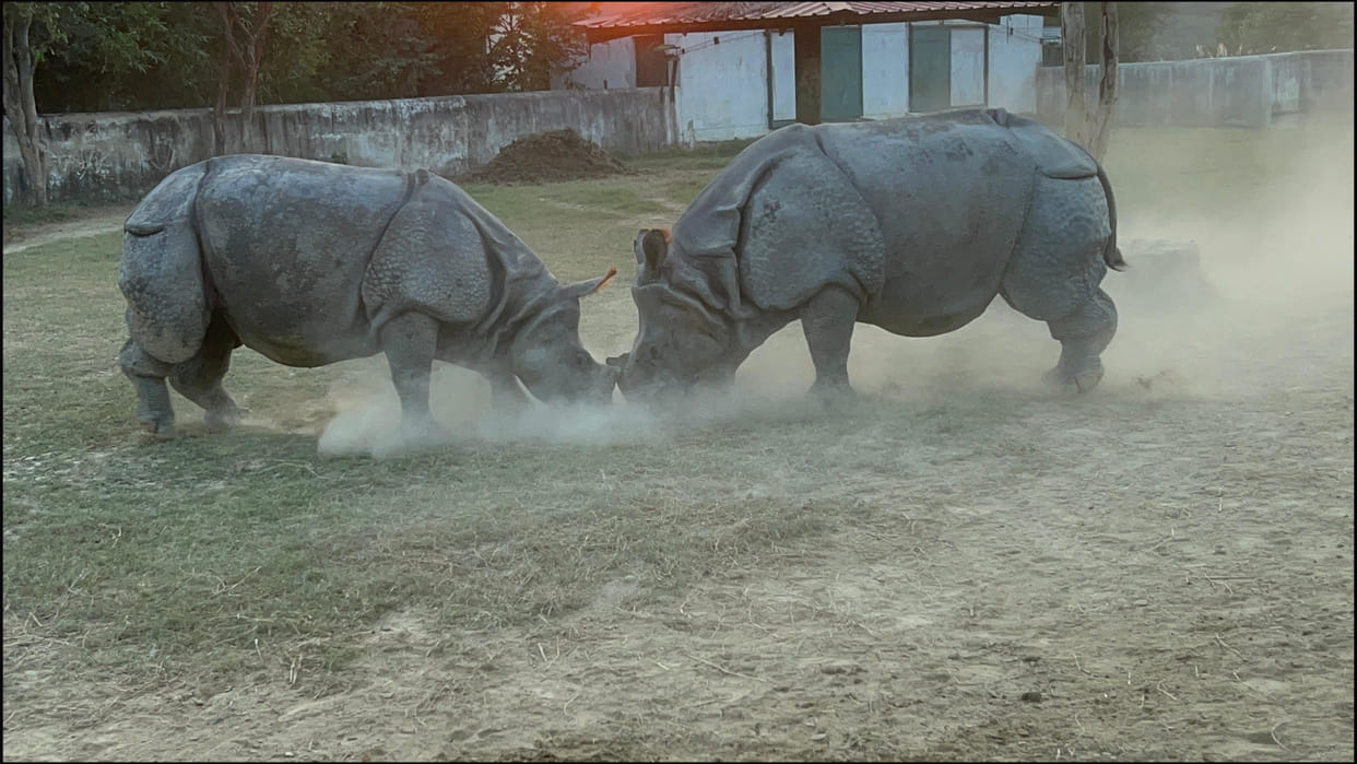 World Rhino Day- CM Yogi had released rhinoceros Har and Gauri in Gorakhpur Zoo.