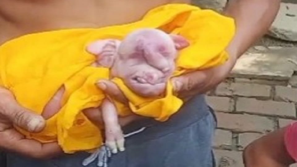 Meerut: Pig gives birth to a strange child, worship in the village, drums beat, see picture of the child