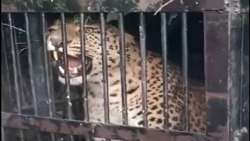 Bijnor: Leopard attacked the cow, know how it got stuck in the cage