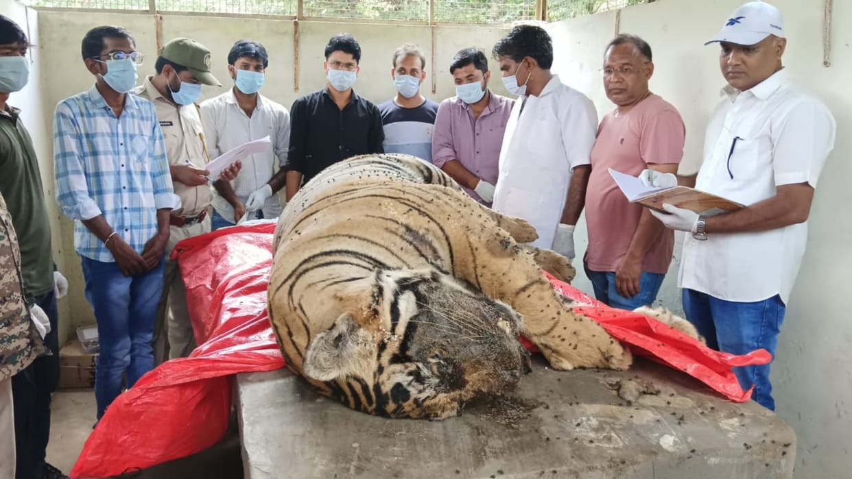 Sawai Madhopur: Tiger dies in territorial fight, decreasing number of tigresses is also a reason for conflict
