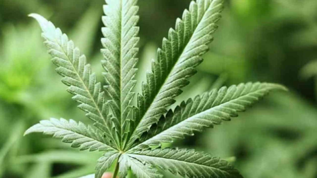 Himachal: License fee of 2,000 per bigha for industrial hemp cultivation; guidelines issued.