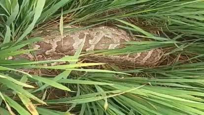 Bijnor: Elephant dead body found lying in sugarcane field, panic in forest department, investigation started