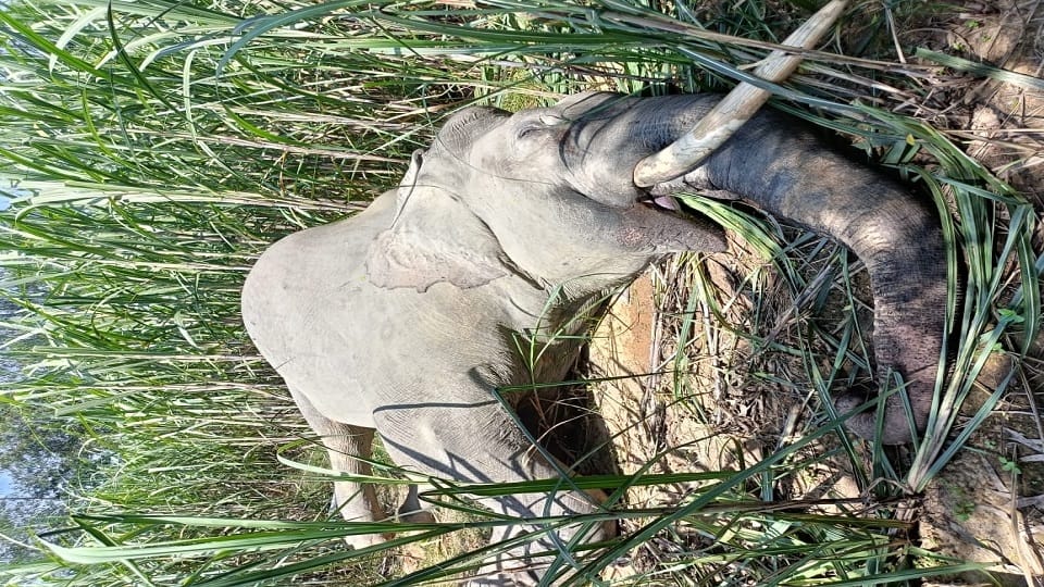 Bijnor: Elephant dead body found lying in sugarcane field, panic in forest department, investigation started