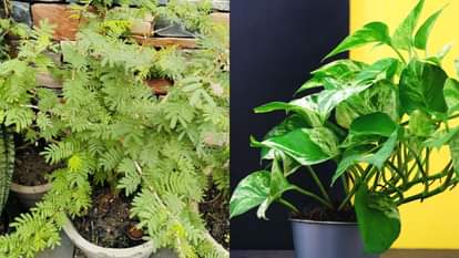 वास्तु के अनुसार, घर के लिए शुभ पौधे