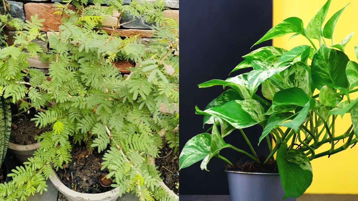 Vastu tips for money luck in hindi Five lucky plants for home according to vastu In hindi disprj