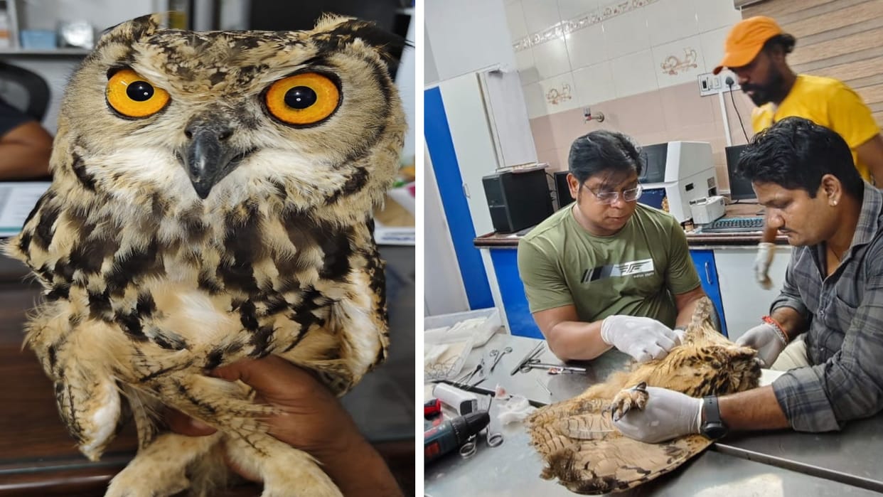 Chittorgarh New: Successful operation done on broken wing of Indian Eagle Owl, was found injured in the field