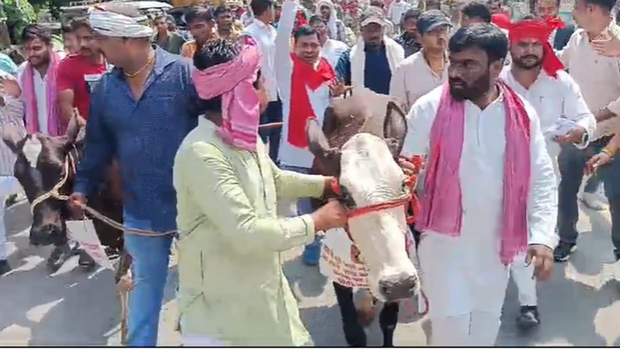 Unique performance of SP in Prayagraj: Cattle farmers going to donate cows to DM have heated argument with pol
