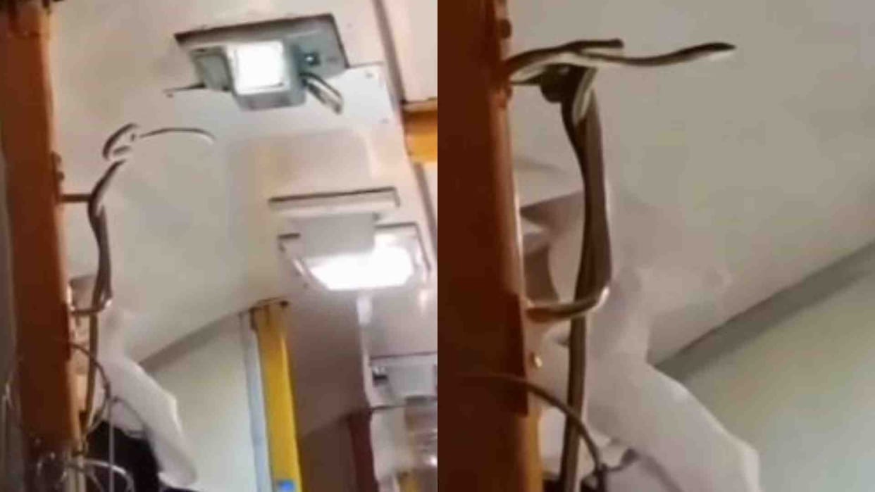 Jabalpur News: Passengers were terrified after seeing a snake in the AC coach of Garib Rath Express