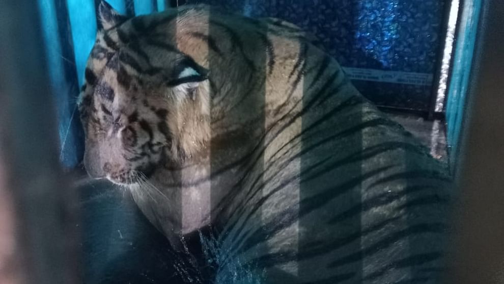 forest department rescued the tiger that killed a villager in Pilibhit