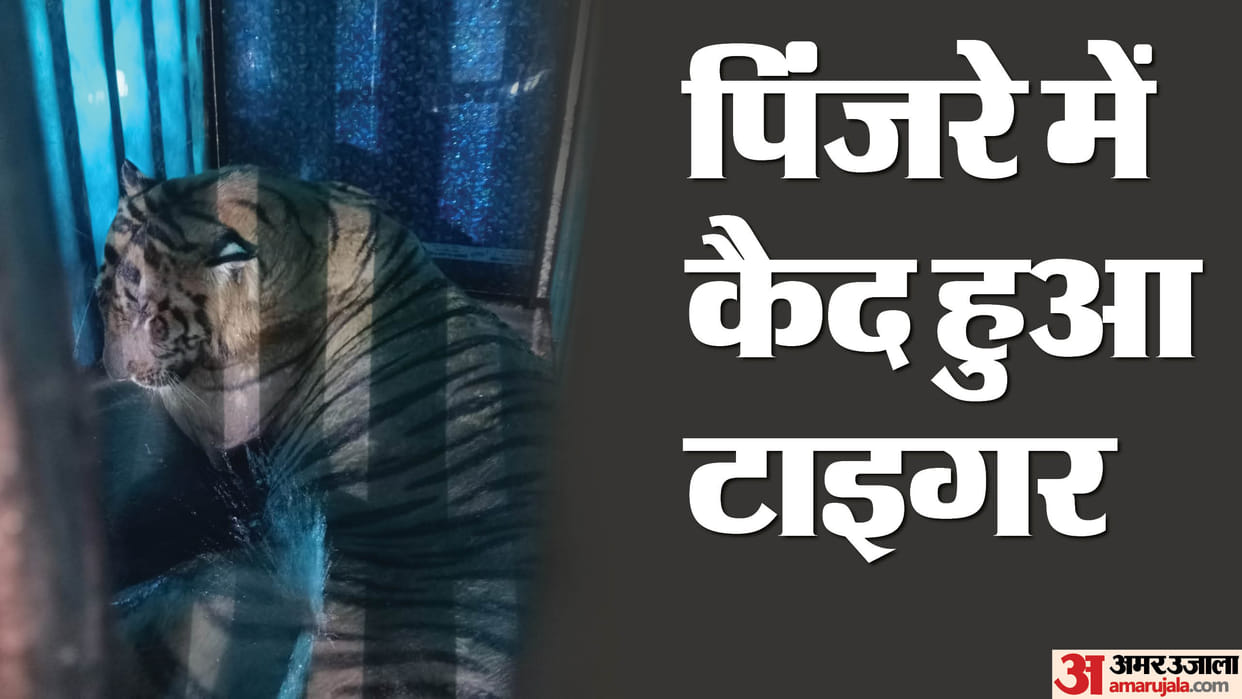 forest department rescued the tiger that killed a villager in Pilibhit