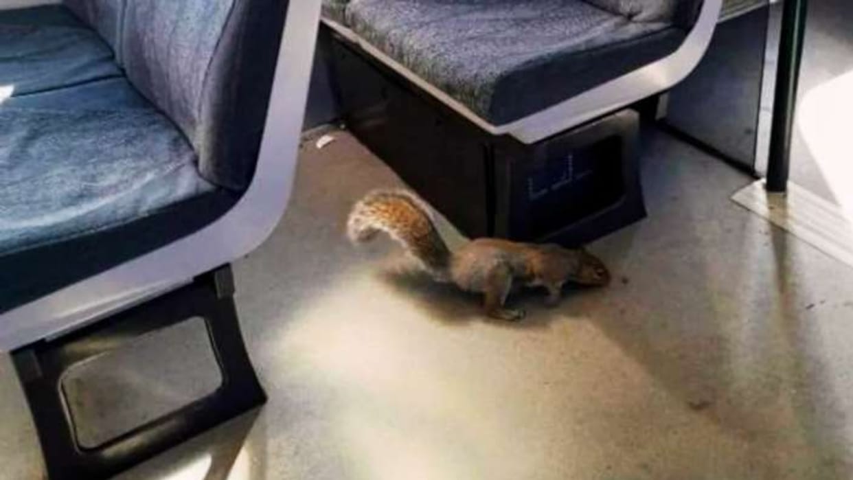 train cancelled after two squirrels boarded and one refused to leave in Britain