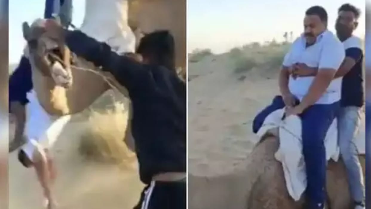 Viral Video: after sitting on a camel two people fell Camel Riding Fail Watch Viral Video